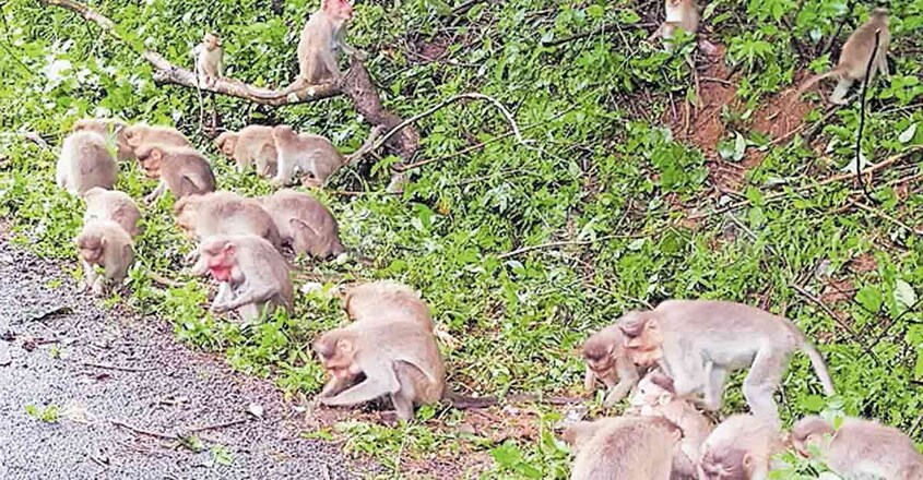 ഇരിട്ടി കീഴ്പ്പള്ളി - കാക്കയങ്ങാട് റോഡരികിൽ ഭക്ഷണം തേടിയെത്തിയ വാനരക്കൂട്ടം. ഇരിട്ടി കീഴ്പ്പള്ളി - കാക്കയങ്ങാട് റോഡരികിൽ ഭക്ഷണം തേടിയെത്തിയ വാനരക്കൂട്ടം.