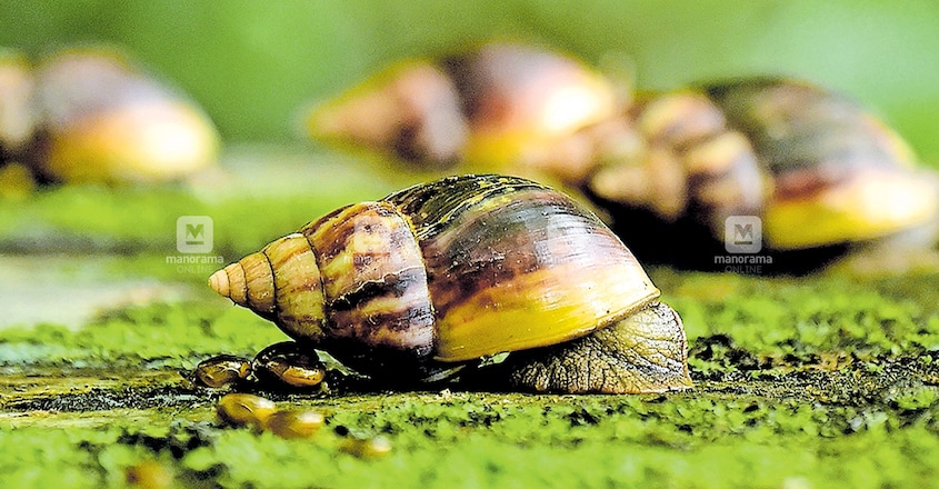 Giant snails that were eating Florida homes finally eradicated again Giant snails that were eating Florida homes finally eradicated again