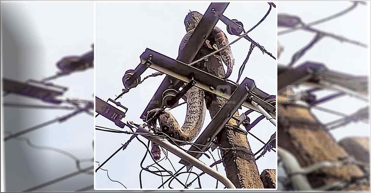 ഇരയെ തേടി വൈദ്യുതി തൂണിൽ കയറി; പെരുമ്പാമ്പ് ഷോക്കേറ്റ് ചത്തു Kannur