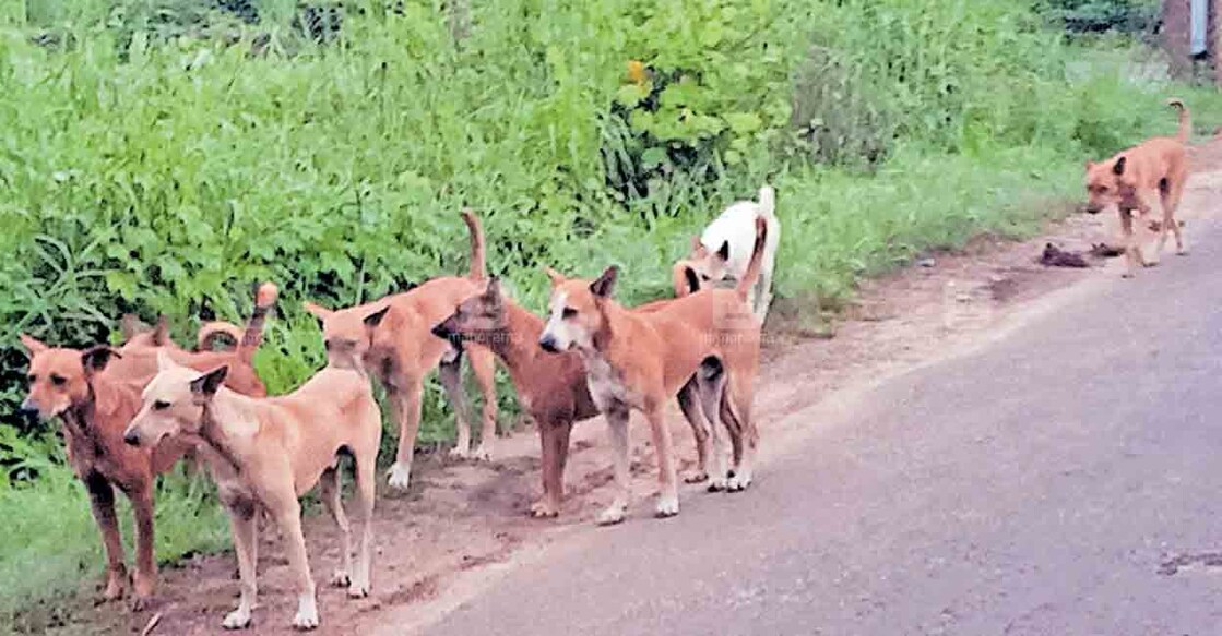 kannur-stray-dogs