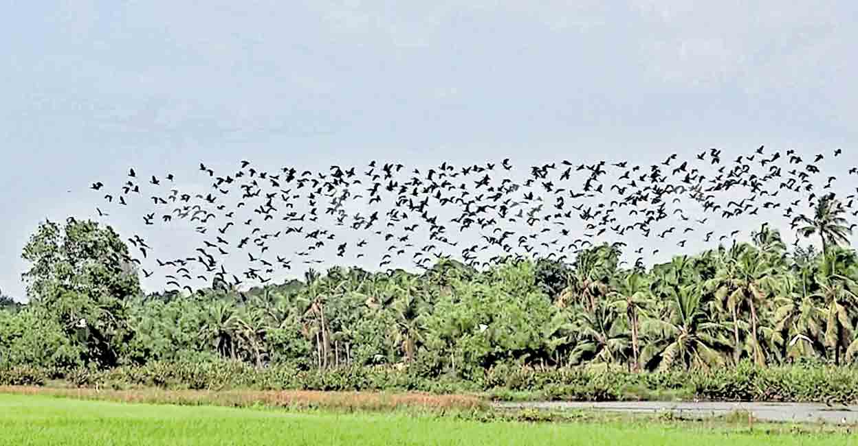 കുണിയൻ പുഴയോരത്ത് വിരുന്നെത്തി ദേശാടന പക്ഷികൾ