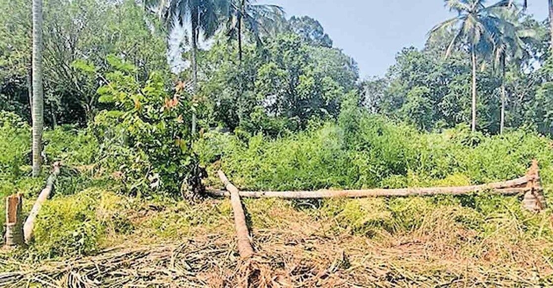 ആറളം ഫാം ബ്ലോക്ക് 1 ൽ കാട്ടാനക്കൂട്ടം തകർത്ത തെങ്ങുകൾ  