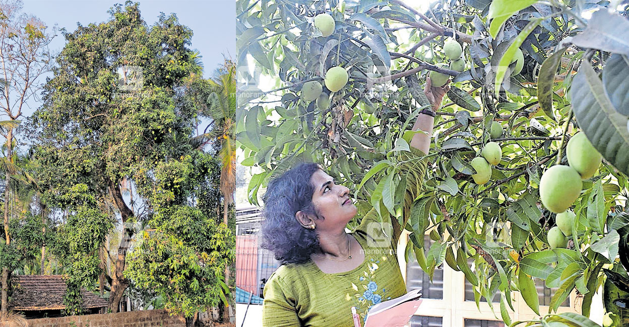 കുഞ്ഞ്യാങ്ങലം മാങ്ങയ്ക്കായ് അതിമധുരം ഈ കൂട്ടായ്മ