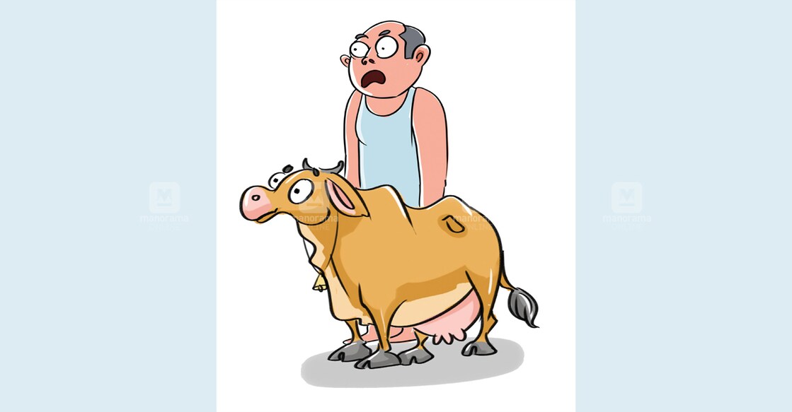 kannur-cow kannur-cow