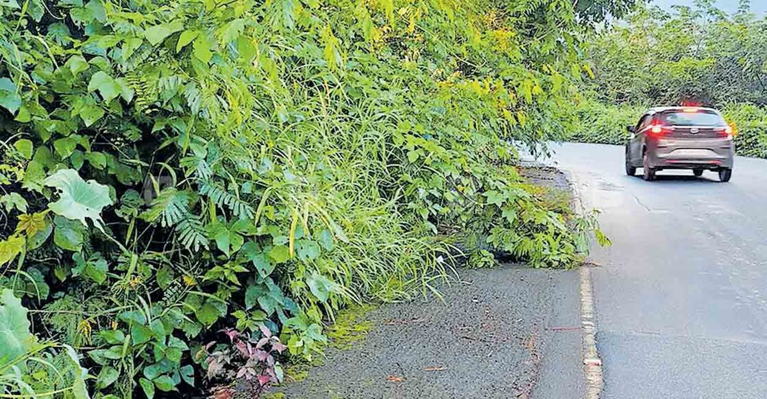 തളിപ്പറമ്പ്-കൂർഗ് ബോർഡർ റോഡിലെ ഒടുവള്ളി വളവിൽ ഇഞ്ച ഉൾപ്പെടെയുള്ള കാട് റോഡിലേക്ക് വളർന്നു നിൽക്കുന്നു.
