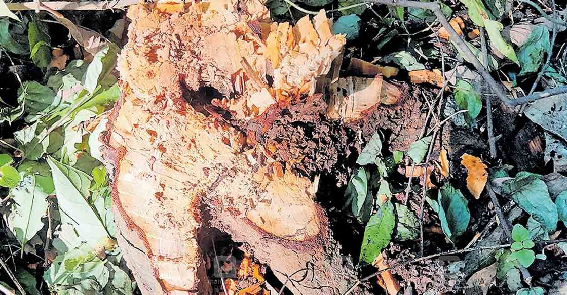 kannur-sandal-wood-smuggling-case മോഷ്ടാക്കൾ മുറിച്ചു കടത്തിയ ചന്ദന മരത്തിന്റെ അടിഭാഗം