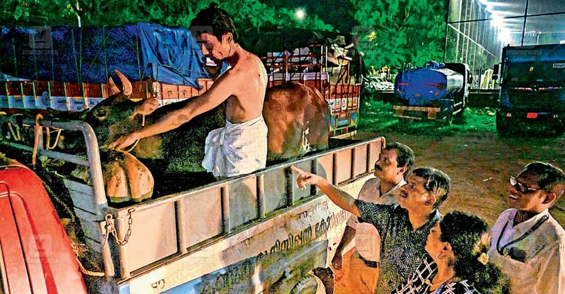 cow-kannur ഇന്നലെ രാത്രി നഗരത്തിലെ വിവിധയിടങ്ങളിൽനിന്നു പിടികൂടിയ പശുക്കളെ കോർപറേഷന്റെ ക്യാറ്റിൽ കോംപൗണ്ടിലേക്ക് മാറ്റാനായി ലോറിയിൽ കയറ്റിയപ്പോൾ. ചിത്രം: മനോരമ