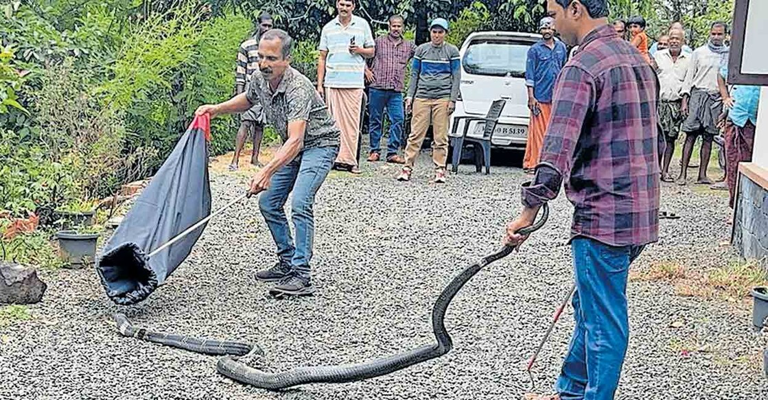 King-Cobra പുല്ലംവനത്തെ മഞ്ഞളാങ്കൽ വിൻസന്റിന്റെ വീട്ടുമുറ്റത്തെ കിണറ്റിൽ വീണ രാജവെമ്പാലയെ പുറത്തെടുത്തു സഞ്ചിയിൽ കയറ്റുന്നു.