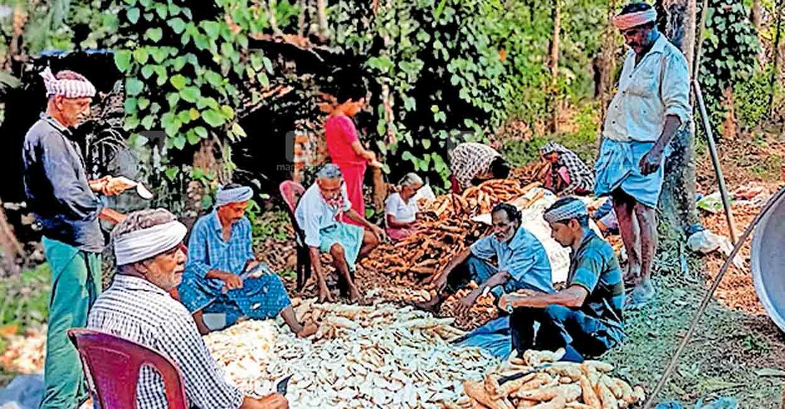 kannur-farmers-chungappara കപ്പവാട്ടലിൽ ഏർപ്പെട്ടിരിക്കുന്ന ചുണ്ടപ്പറമ്പിലെ കർഷകർ.