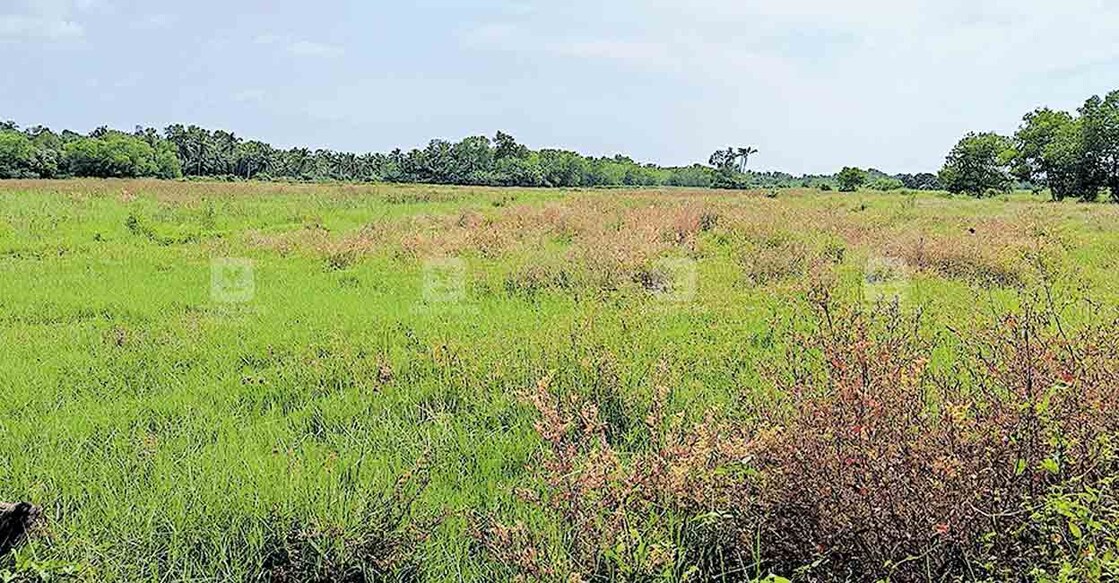 നിലവിൽ തരിശായി കിടക്കുന്ന കുണിയൻ വയൽ  

