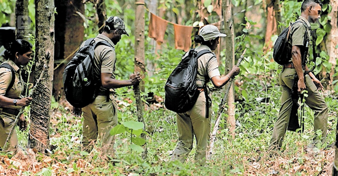 കേളകം കരിയംകാപ്പിൽ ഇറങ്ങിയ കടുവയെ കണ്ടെത്താൻ പരിശോധന നടത്തുന്ന ഫോറസ്റ്റ് ഉദ്യോഗസ്ഥർ. ചിത്രങ്ങൾ: മനോരമ  