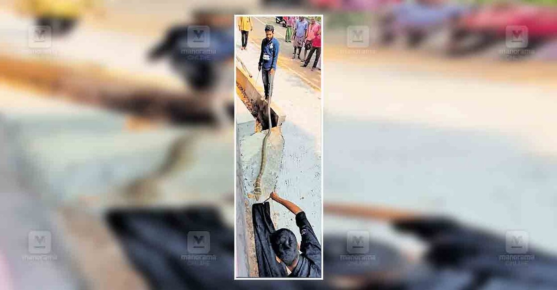 kannur--king-cobra അയ്യൻകുന്ന് പാലത്തിൻകടവിൽ കുളത്തിങ്കര ജോൺസന്റെ വീടിന്റെ സമീപത്തു കണ്ടെത്തിയ രാജവെമ്പാലയെ ഫൈസൽ വിളക്കോടിന്റെ നേതൃത്വത്തിൽ പിടികൂടിയപ്പോൾ.