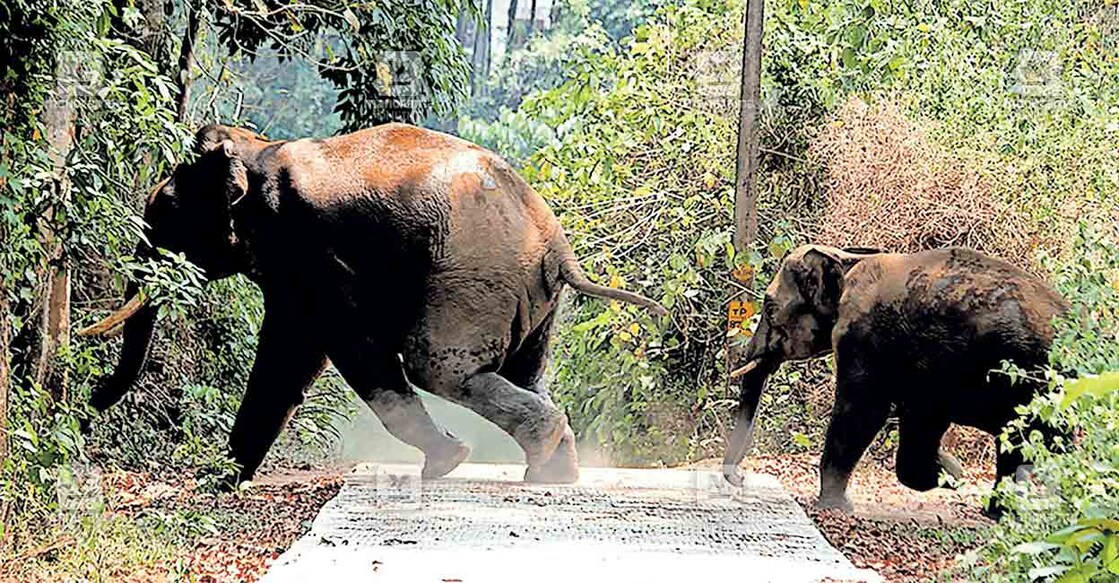 ആറളം പാലത്തിനു സമീപം അയ്യപ്പൻകാവിൽ ഇറങ്ങിയ കാട്ടാനകളെ കാട്ടിലേക്ക് തുരത്തുന്നു.  