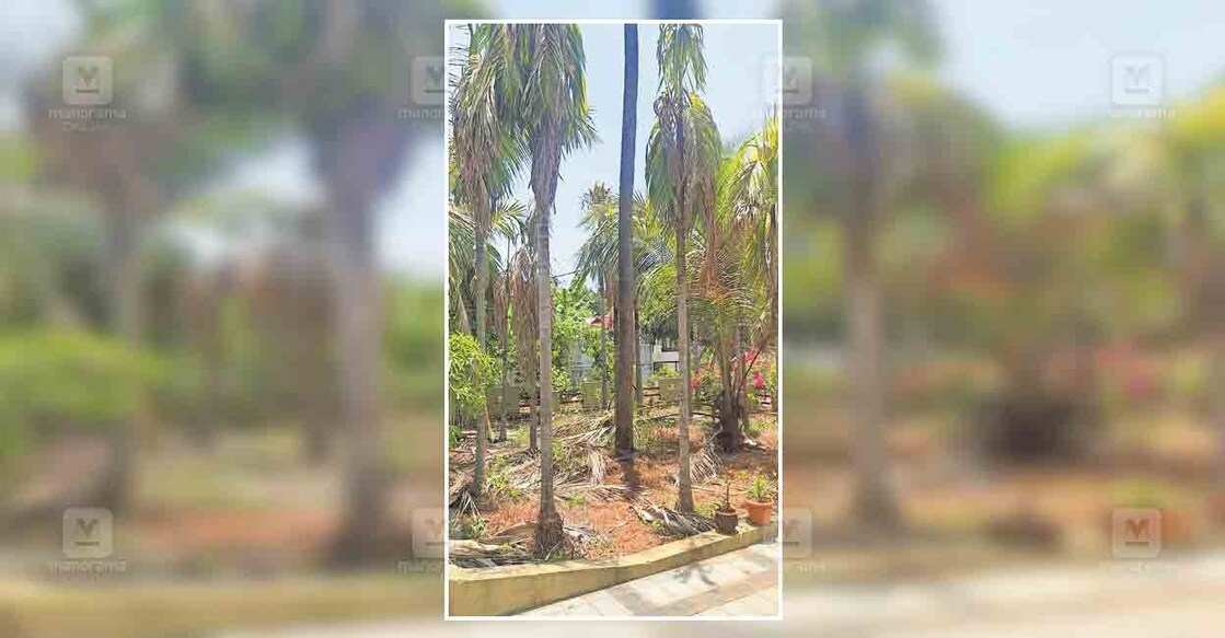 kannur-areca-nut-tree-plantation ഉളിക്കൽ കൃഷിഭവന് കീഴിലെ ഷൈൻ ഐ.ടോമിന്റെ കമുകുതോട്ടം ഉണക്കുബാധിച്ച നിലയിൽ.