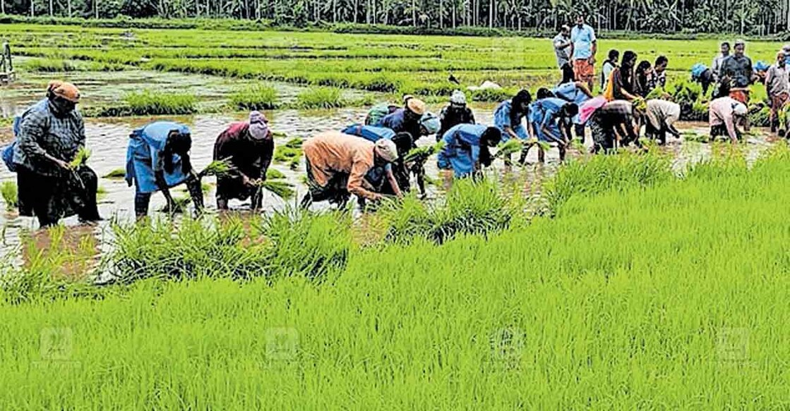paddy ആനിക്കാടിയിൽ സ്ത്രീകൾ കരാർ അടിസ്ഥാനത്തിൽ നാട്ടി നടാൻ ഞാറ് നടുന്നു.
