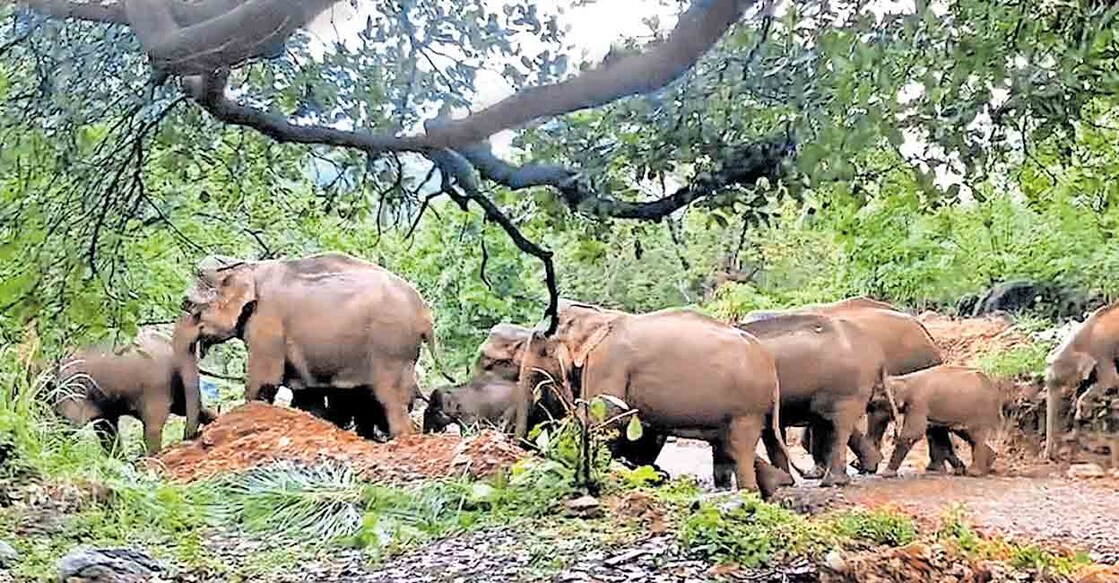 ഓപ്പറേഷൻ എലിഫന്റ് ദൗത്യത്തിന്റെ ഭാഗമായി ആറളം ഫാമിൽ നിന്നു തുരത്തുന്നതിനിടെ താളിപ്പാറ റോഡ് മുറിച്ചുകടക്കുന്ന കാട്ടാനക്കൂട്ടം.  

