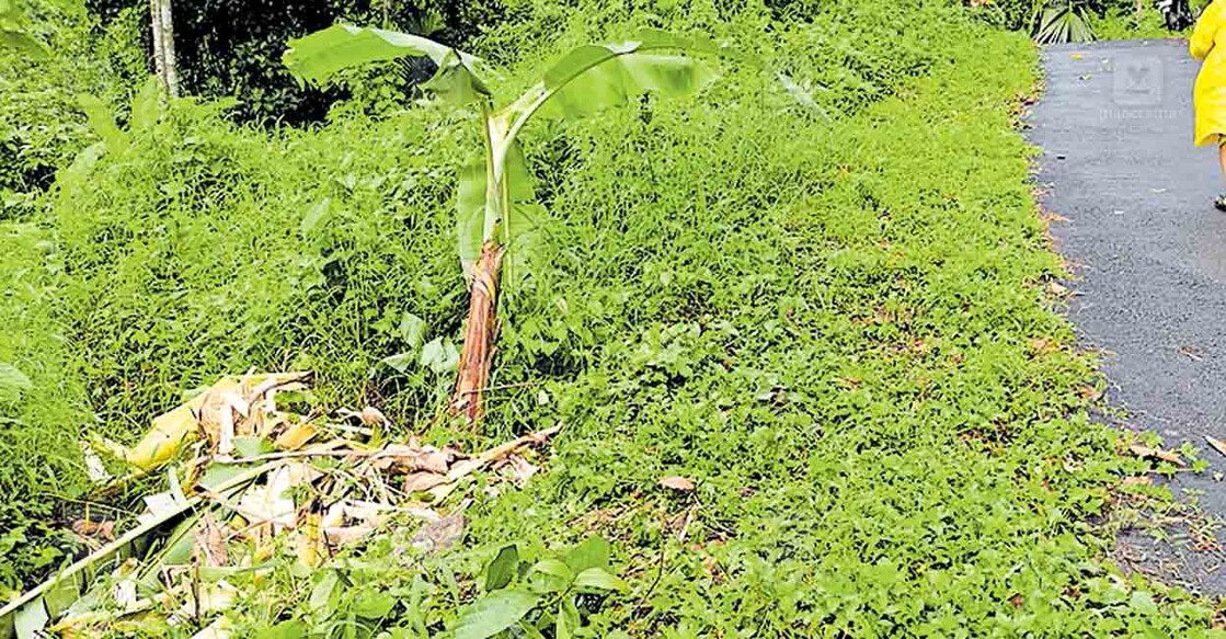 കാനംവയൽ -ചേനാട്ടുക്കൊല്ലി റോഡരികിലെ വാഴകൾ കഴിഞ്ഞ ദിവസം കാട്ടാന നശിപ്പിച്ച നിലയിൽ.