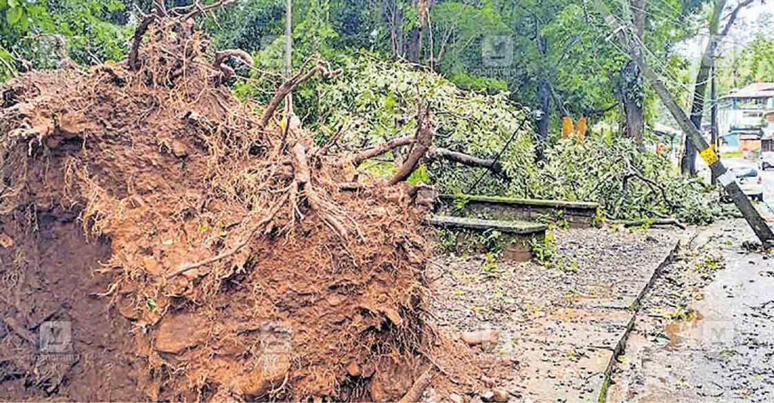 അക്കരെ കൊട്ടിയൂർ ക്ഷേത്രത്തിലേക്കുള്ള വഴിയിൽ കൂറ്റൻ മരം വീണനിലയിൽ. വൈദ്യുത പോസ്റ്റ് 
തകർന്നു.  