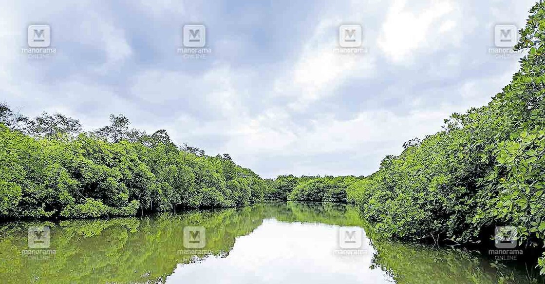 കുഞ്ഞിമംഗലത്തെ കണ്ടൽക്കാട്  