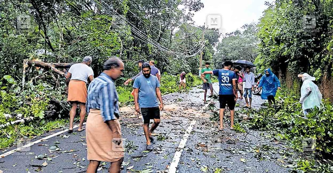 കൊയ്യം വളക്കൈ റോഡിൽ പെരുന്തിലേരി മേനോൻമൊട്ടയ്ക്ക് സമീപം കനത്തകാറ്റിൽ വീണ മരം നാട്ടുകാരുടെ നേതൃത്വത്തിൽ മുറിച്ചുമാറ്റുന്നു. ഇന്നലെ പുലർച്ചെയാണ് കൂറ്റൻ മരം വൈദ്യുത ലൈനിനു മുകളിലേക്കു വീണത്. ഈ റൂട്ടിൽ ഏറെ നേരം ഗതാഗതം തടസ്സപ്പെട്ടു.  