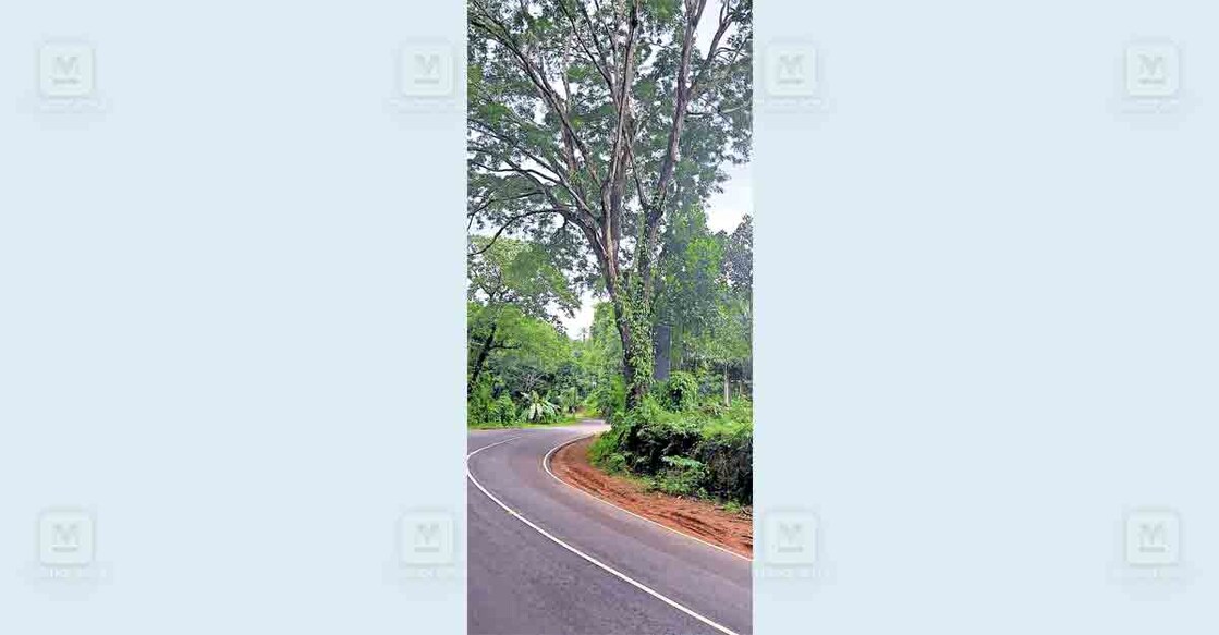 വളക്കൈക്കും നെടുമുണ്ടയ്ക്കും ഇടയിൽ പള്ളോട്ടെൻ ആശ്രമത്തിന് മുന്നിൽ അപകട ഭീഷണി ഉയർത്തി നിൽക്കുന്ന കൂറ്റൻ മരം  
