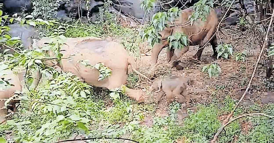 ആറളം ഫാം പുനരധിവാസ മേഖലയിൽ തിരിച്ചെത്തിയ കാട്ടാനക്കൂട്ടത്തെ ആർആർടി വീണ്ടും തുരത്തിയപ്പോൾ. കോട്ടപ്പാറ മേഖലയിൽ നിന്നുള്ള ദൃശ്യം  