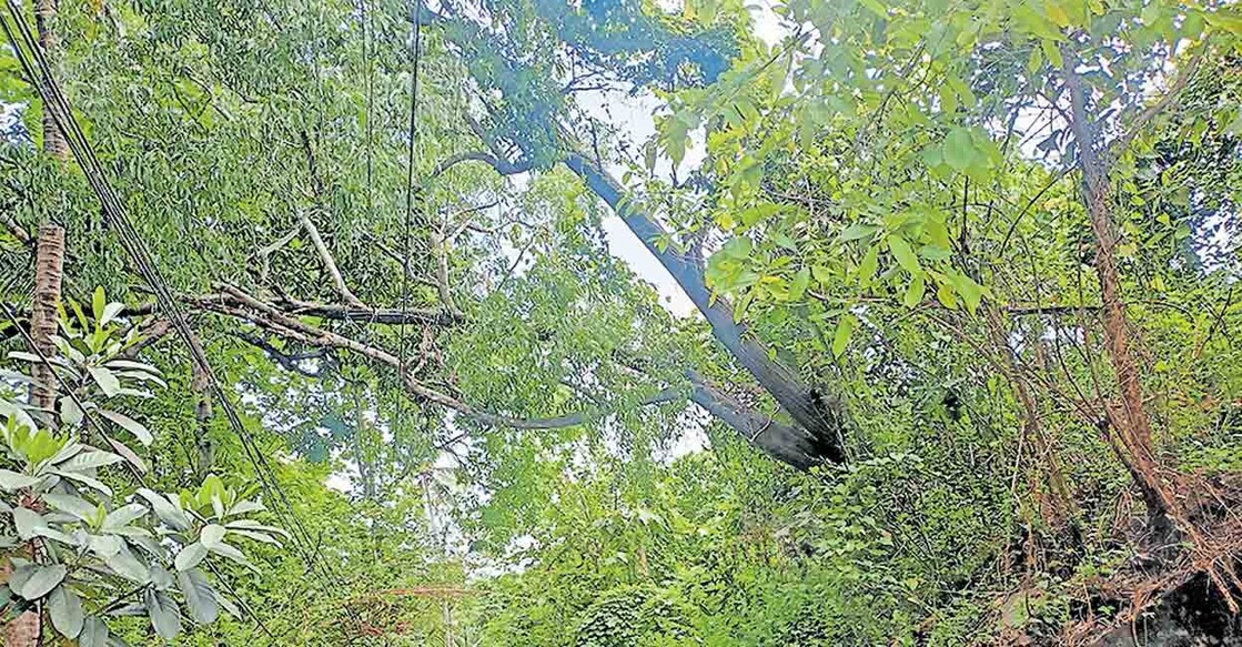 ചാല അമ്പലം പടിഞ്ഞാറേ നട ഓവുപാലത്തിന് സമീപം അക്കേഷ്യമരം ചെരിഞ്ഞ് വൈദ്യുതക്കമ്പികൾ തട്ടി നിൽക്കുന്നു.

