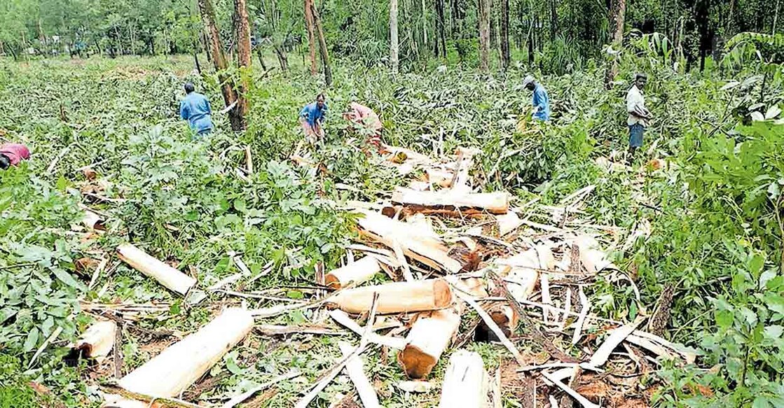 



കോളിക്കടവിൽ പഴശ്ശി സംഭരണി സ്ഥലത്ത് കണ്ണൂർ വനം ഡിവിഷന്റെ നേതൃത്വത്തിൽ നട്ടുപിടിപ്പിച്ച മാഞ്ചിയം, അക്കേഷ്യ മരങ്ങൾ വളർച്ച എത്തിയതിനെ തുടർന്ന് മുറിക്കുന്നു  

