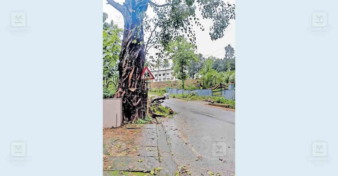ചെമ്പൻതൊട്ടിയിൽ ഓടയിൽ വളർന്ന് നടപ്പാതയിൽ തടസ്സമായി നിൽക്കുന്ന കൂറ്റൻ മരം.  
