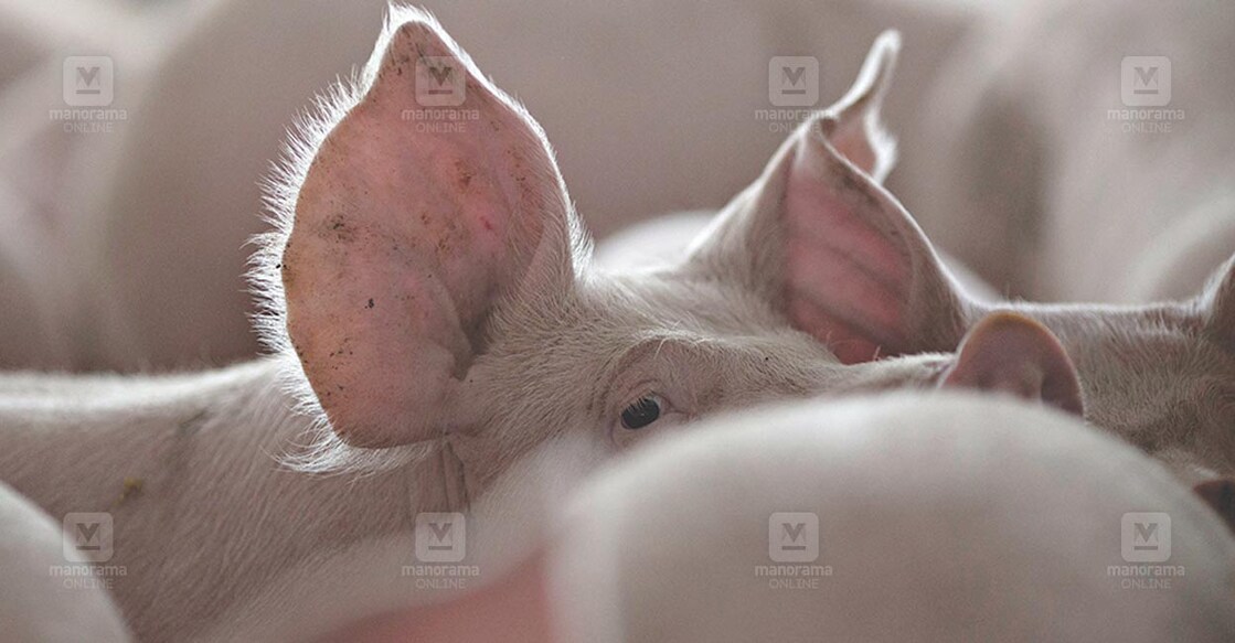 USA-TRADE/CHINA-PORK FARMER