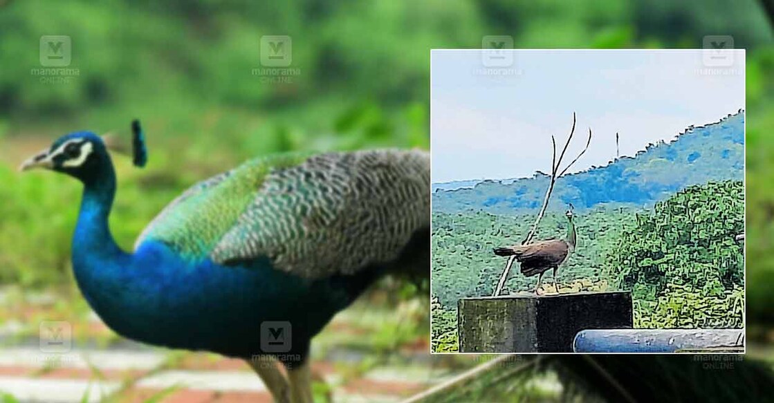 peacock-kannor-airport