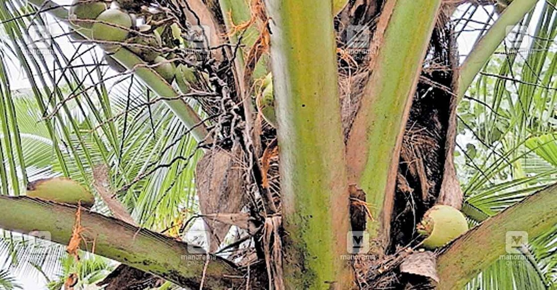 kannur-monkey-attack വളയംചാലിലെ നാളികേര കർഷകൻ മംഗലത്തിൽ ജയിംസിന്റെ കൃഷിയിടത്തിലെ തേങ്ങ കുരങ്ങന്മാർ പറിച്ച് തെങ്ങിന്റെ മടലുകൾക്കിടയിൽ തന്നെ വച്ചിരിക്കുന്നു.