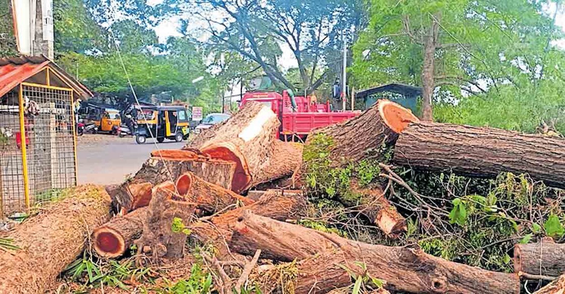 മമ്പറം ടൗണിൽ മുറിച്ചിട്ട തണൽ മരങ്ങളുടെ തടിക്കഷണങ്ങൾ നീക്കം ചെയ്യാതെ കൂട്ടിയിട്ട നിലയിൽ.  