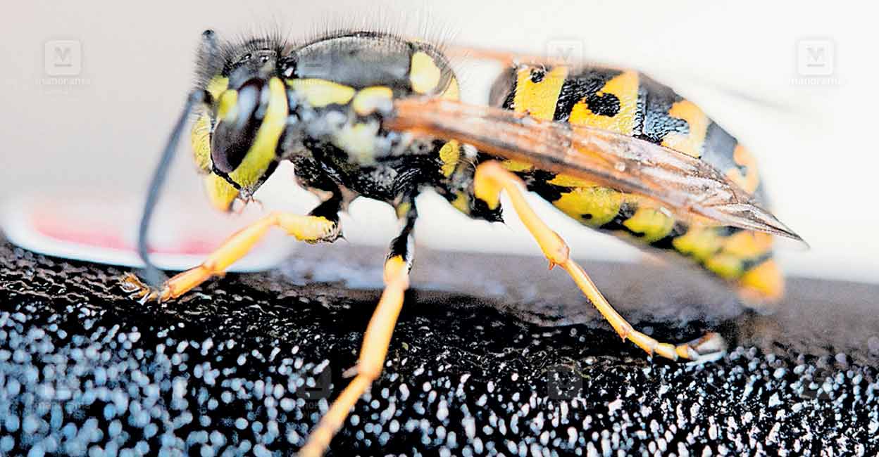 Insecto Gattack അടുത്തത് മരണക്കുത്ത്; ഇനി ഈ ജീവികളെയും പേടിക്കണമെന്ന അവസ്ഥ ...