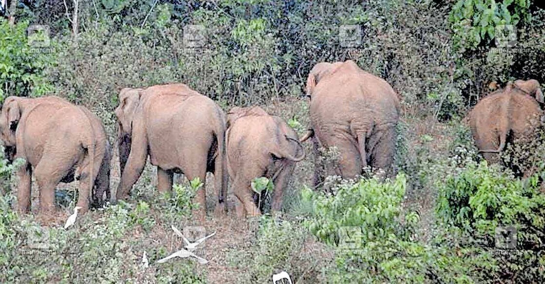 kannur-wild-elephant ആറളം ഫാം ബ്ലോക്ക് 8 കല്ലുവെട്ടാംകുഴി ഭാഗത്ത് കഴിഞ്ഞ ദിവസമെത്തിയ കാട്ടാനക്കൂട്ടം.