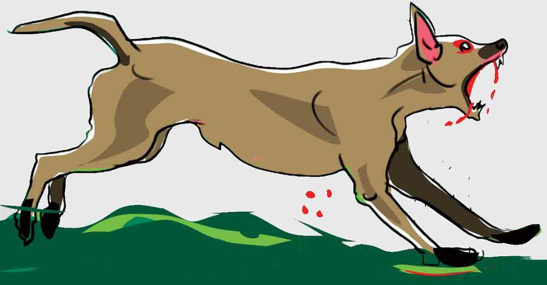 kannur-stray-dog