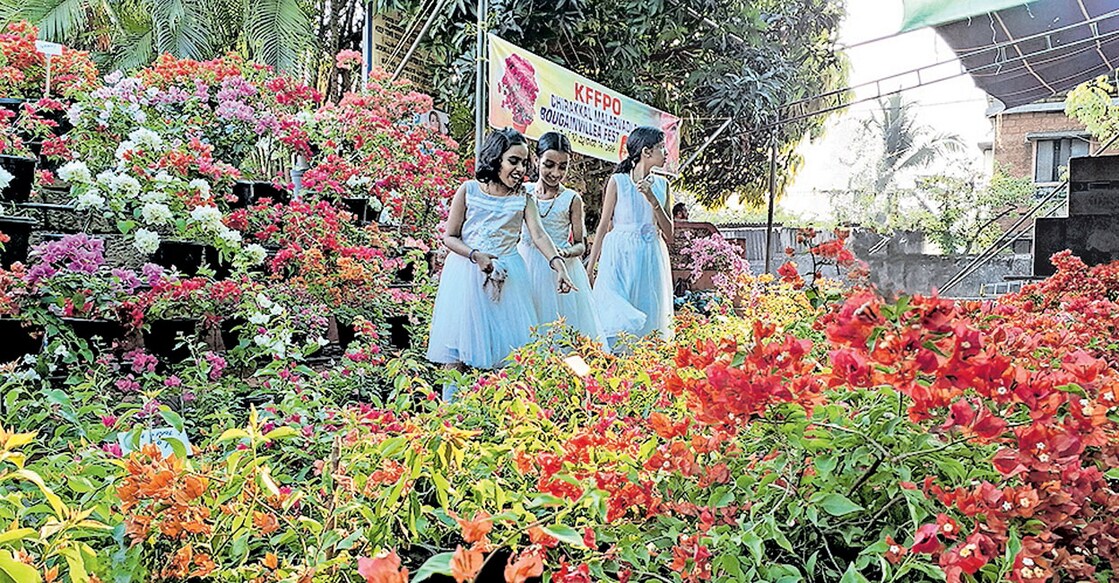 കണ്ണൂർ ഫ്ലവർ ഫാർമർ പ്രൊഡക്‌ഷൻ കമ്പനി കണ്ണൂർ ടൗൺ സ്ക്വയറിൽ നടത്തുന്ന ബൊഗേൻവില്ല പ്രദർശനത്തിൽ നിന്ന്. ചിത്രം:മനോരമ