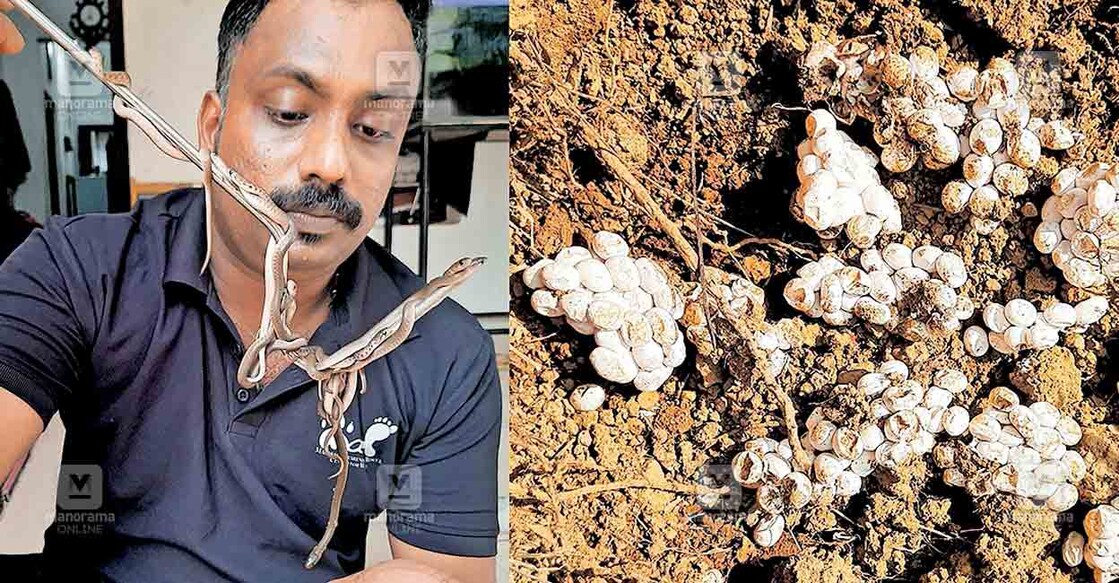 1.വിരിഞ്ഞിറങ്ങിയ നീർക്കോലിക്കുഞ്ഞുങ്ങളുമായി അനിൽ തൃച്ചംബരം. 2. ചവനപ്പുഴയിൽ നീർക്കോലിയുടെ മുട്ടകൾ കണ്ടെത്തിയപ്പോൾ.  
