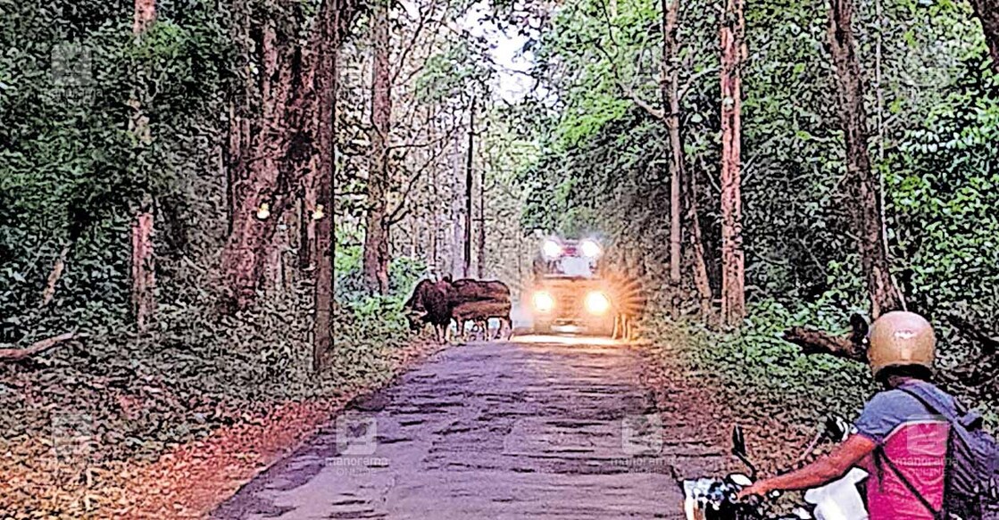 ചങ്ങലഗേറ്റ് – പെരുവ റോഡിൽ ഇന്നലെ വൈകുന്നേരം നിലയുറപ്പിച്ച കാട്ടുപോത്തിൻ കൂട്ടം. മണിക്കൂറുകളോളമാണ് ഇവ യാത്രക്കാരെ മുൾമുനയിൽ നിർത്തിയത്.