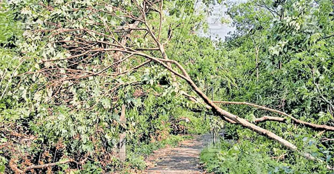 വാഴക്കുണ്ടം-ചൂരപ്പടവ് റോഡിലെ മരം വീണു ഗതാഗതം തടസ്സപ്പെട്ട നിലയിൽ.  