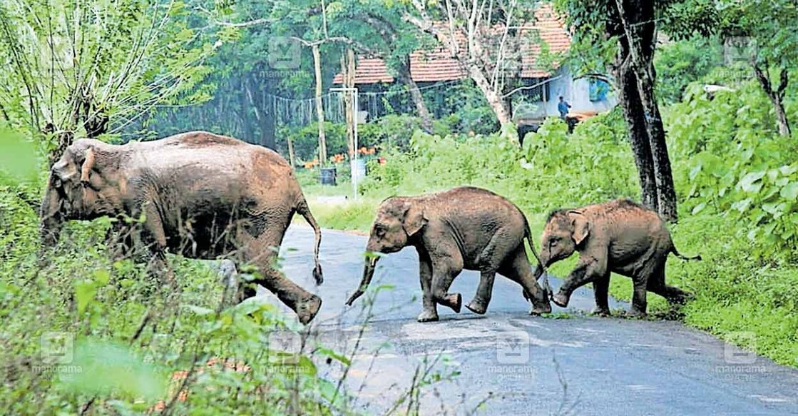 kannur-elephant
കാട്ടിലേക്കുള്ള വഴി:
ആറളം ഫാം കൃഷിയിടത്തിൽനിന്ന് ആറളം വന്യജീവിസങ്കേതത്തിലേക്കു തുരത്തുന്നതിനിടെ റോഡ് മുറിച്ചുകടക്കുന്ന കാട്ടാനക്കൂട്ടം.
