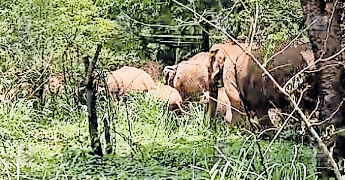 kannur-aaralam ആറളത്ത് ‘ഓപ്പറേഷൻ എലിഫന്റ്’ ദൗത്യത്തിനിടെ ഫാം ബ്ലോക്ക് 9 ലെ ഹെലിപാഡ് ഭാഗത്തു നിന്നു കാട്ടാനക്കൂട്ടത്തെ തുരത്തുന്നു