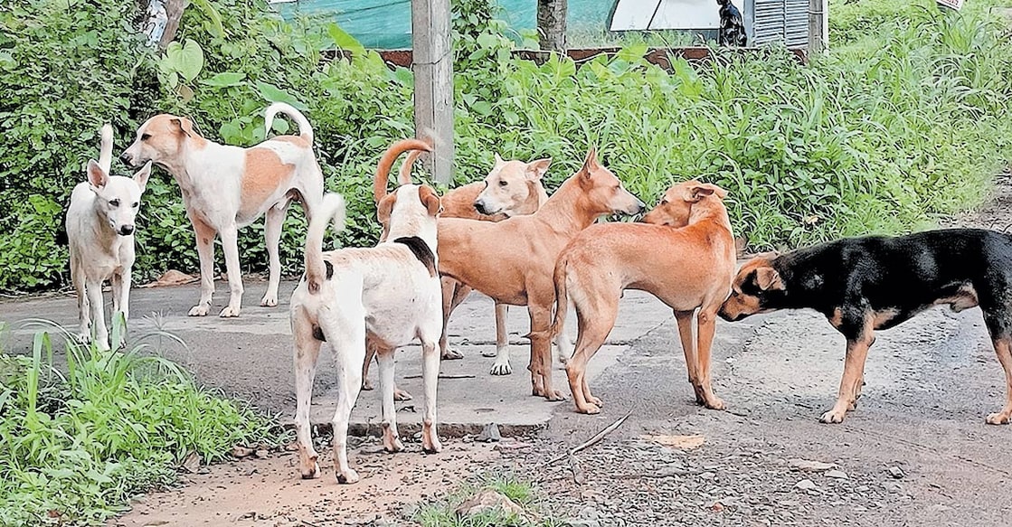 kannur-stray-dog-shelters-unbuilt പാപ്പിനിശ്ശേരിയിൽ റോഡരികിൽ കൂട്ടം കൂടി നിൽക്കുന്ന തെരുവുനായ്ക്കൾ.