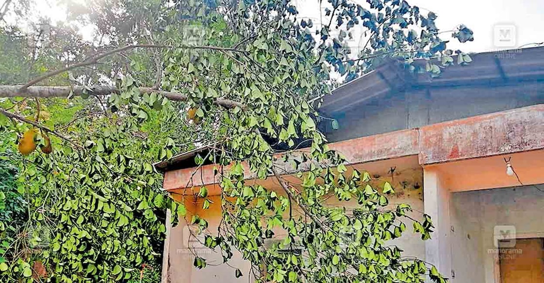 kannur-rain-havoc കൂമ്പൻകുന്നിലെ കുന്നത്തുപറമ്പിൽ ജയ്സന്റെ വീടിനു മുകളിൽ മരം വീണ നിലയിൽ.