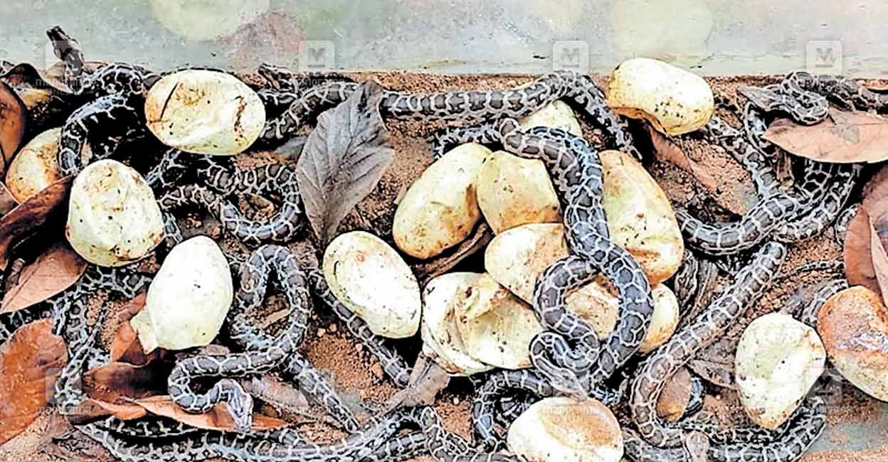കരിയാടുനിന്ന് ലഭിച്ച 20 പെരുമ്പാമ്പിൻ മുട്ടകൾ കോടിയേരിയിൽ വിരിഞ്ഞു ...