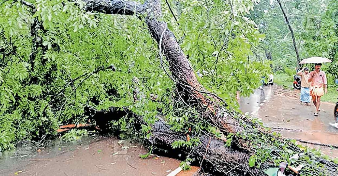 trikadamb-rain-damage ശ്രീകണ്ഠപുരത്തിനടുത്തു തൃക്കടമ്പിൽ സംസ്ഥാനപാതയിൽ മരം വൈദ്യുതക്കമ്പിയിൽ വീണനിലയിൽ.