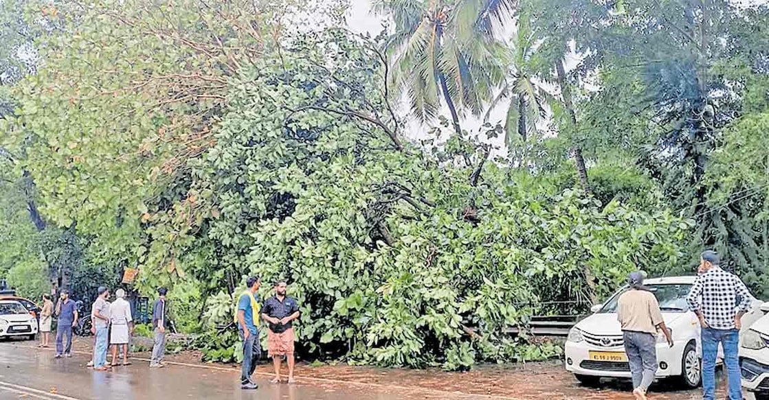 d2-wind ചെറുപുഴ ടാക്സി സ്റ്റാൻഡിലേക്ക് കടപുഴകി വീണ മരം.