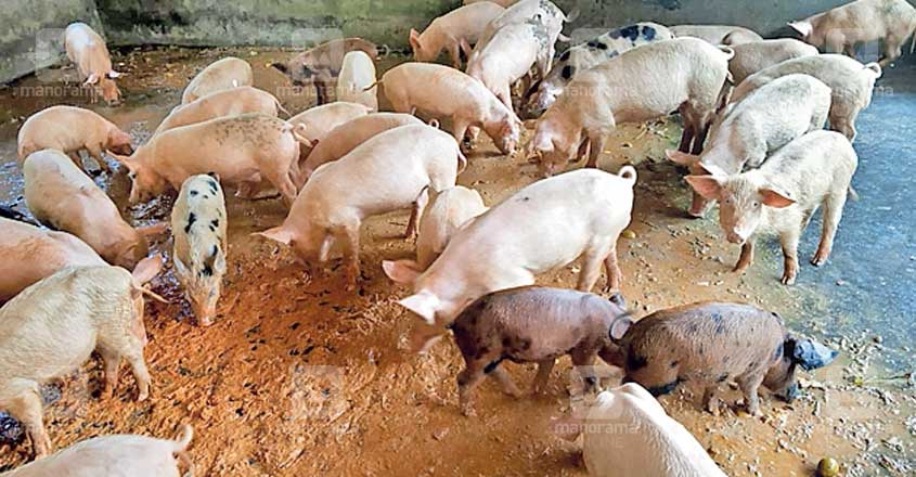 kasargod-pig-farming