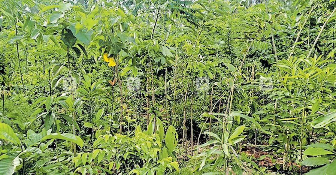 kasargod-akira-miyawaki-forest-2 kasargod-akira-miyawaki-forest-2