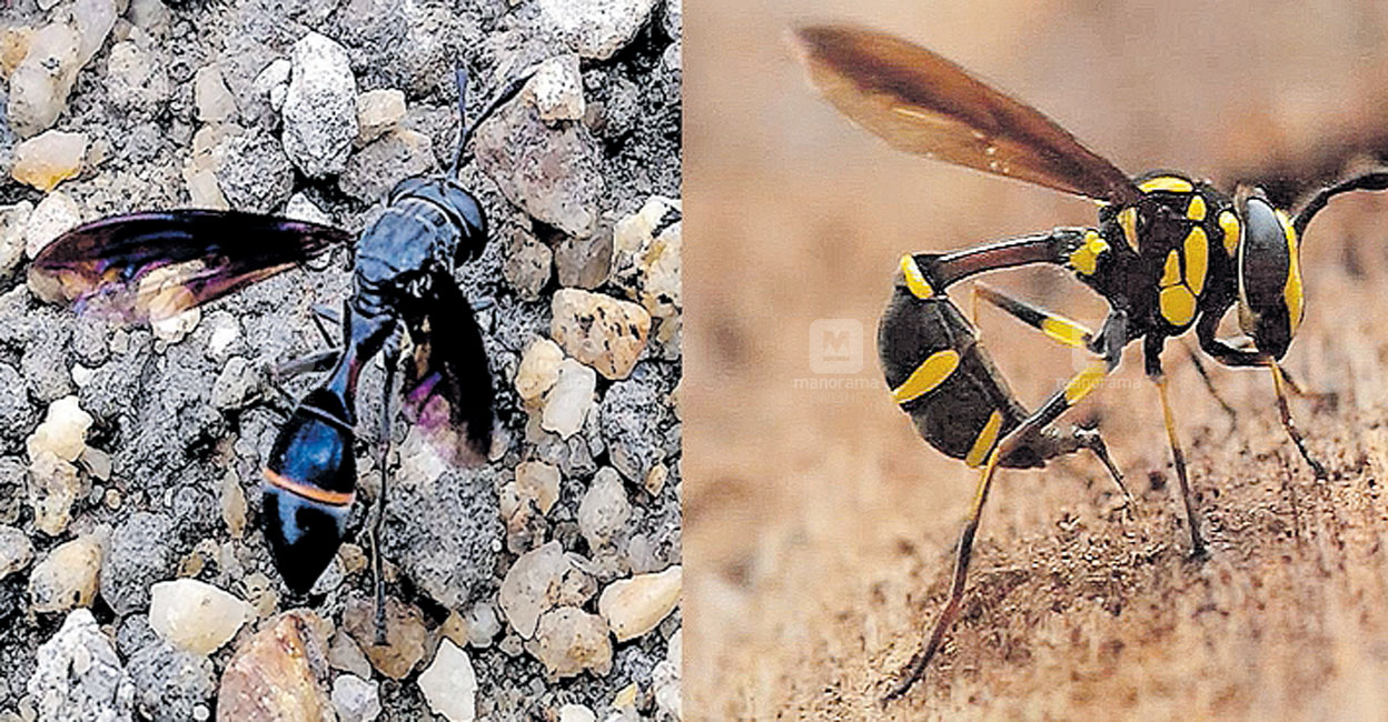 Kesarund Insect പുതിയ ഇനം സിർഫിഡ് ഈച്ചകളെ കണ്ടെത്തി; ഇന്ത്യയിൽ ഇത്തരം ഈച്ചകളെ ...